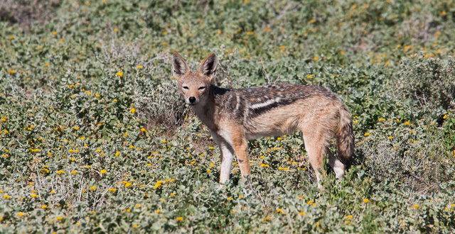 Black-backed Jackal (Canis mesomelas, zadeljakhals)