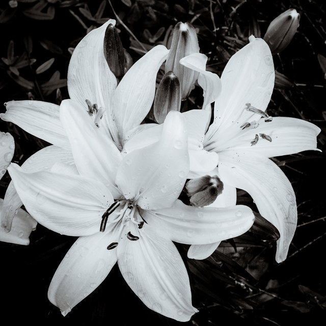 Lillies