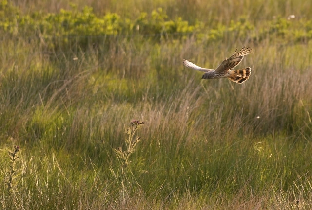 Hen harrier