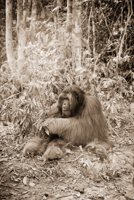 Orangutan II