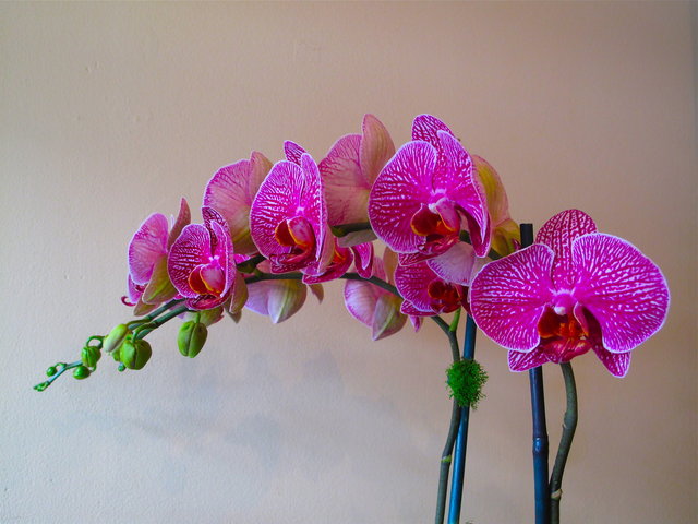 Fuschia Orchid