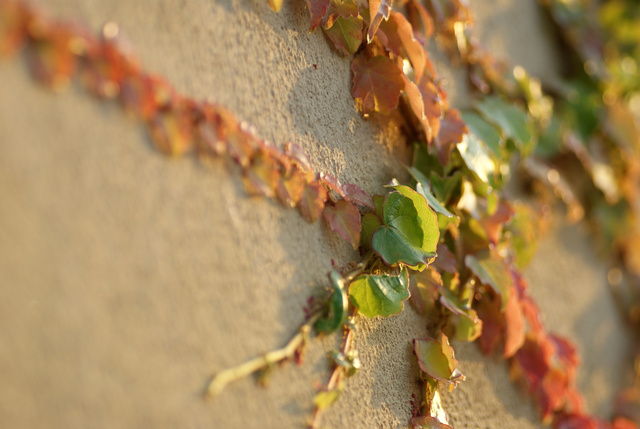 autumn vine