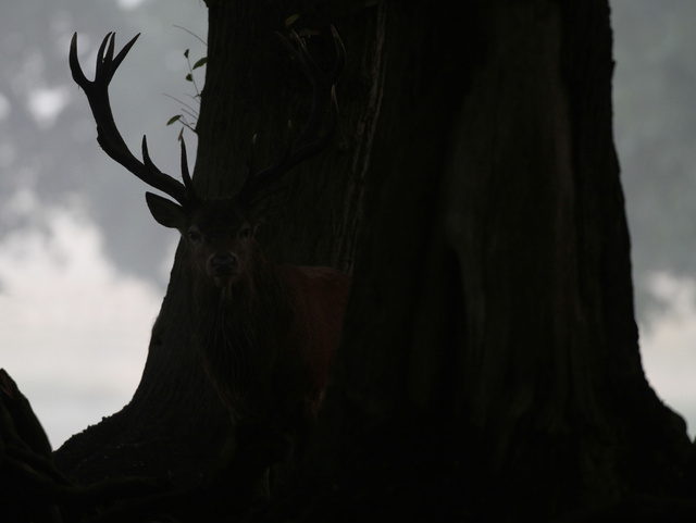 Red Deer Stag