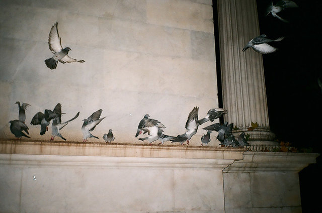 pigeons - marble arch.jpg