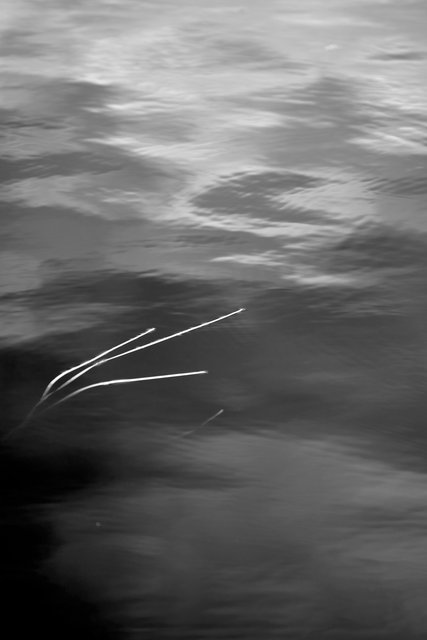 Three Leaves II