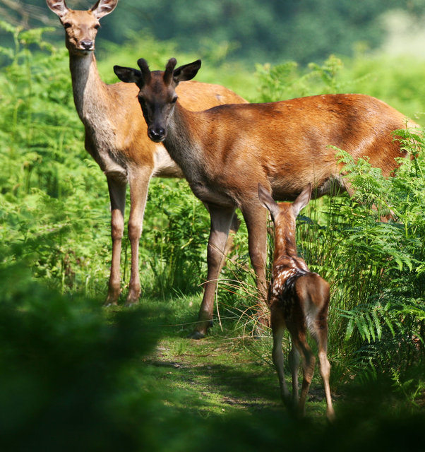 Red Deer Calf, Stag and Hind