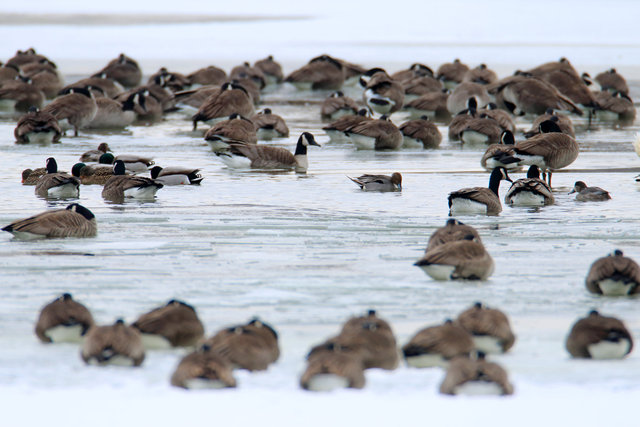 Mixed Flocks