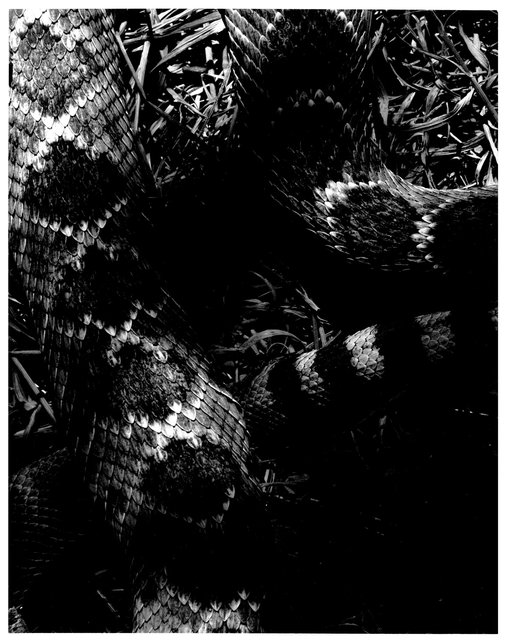 rattle snake.jpg