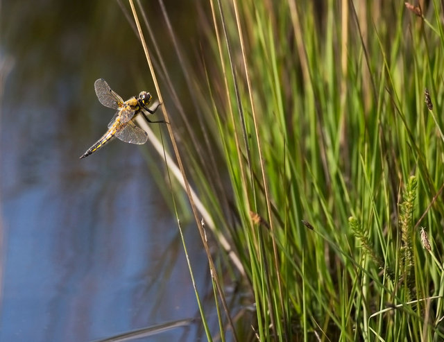 Four-spotted chaser dragonfly