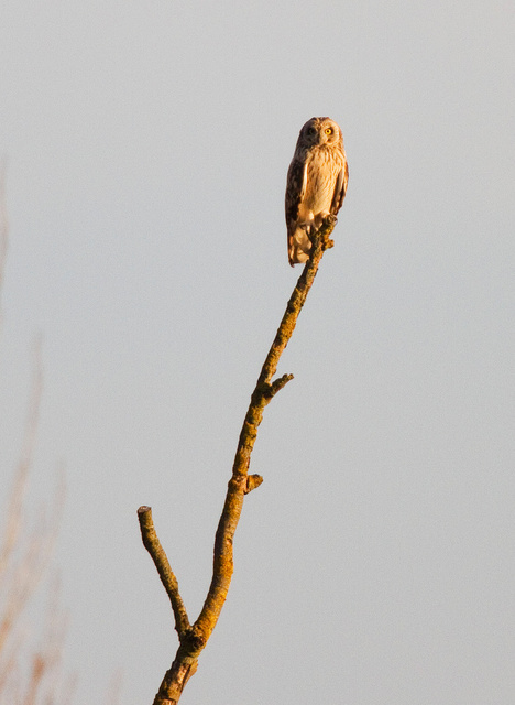 Short-eared Owl