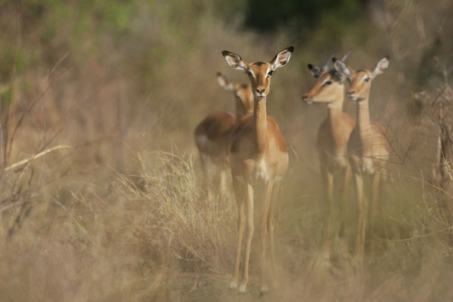 Impala