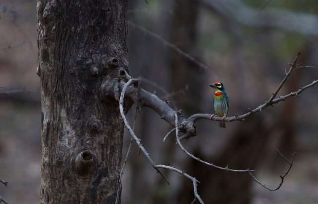 Coppersmith Barbet