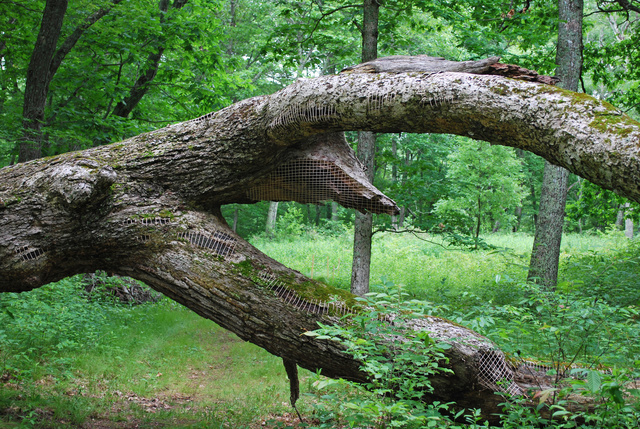 DSC_4392.jpg