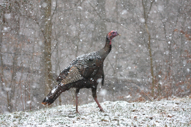 Wild Turkey, early spring, southern Ohio