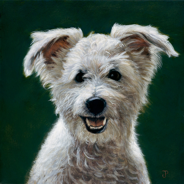 Breed: Glen of Imaal Terrier / "Candy"