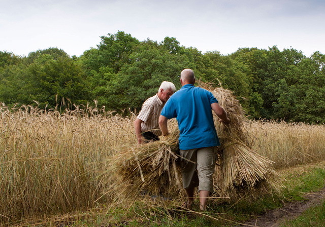 Het in hokken zetten van de schoven