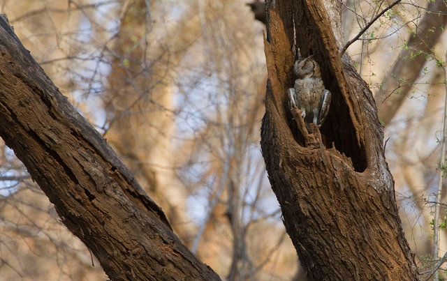 Indian Scops Owl