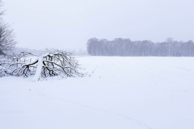 Witte Veen