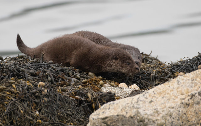Otter cubs