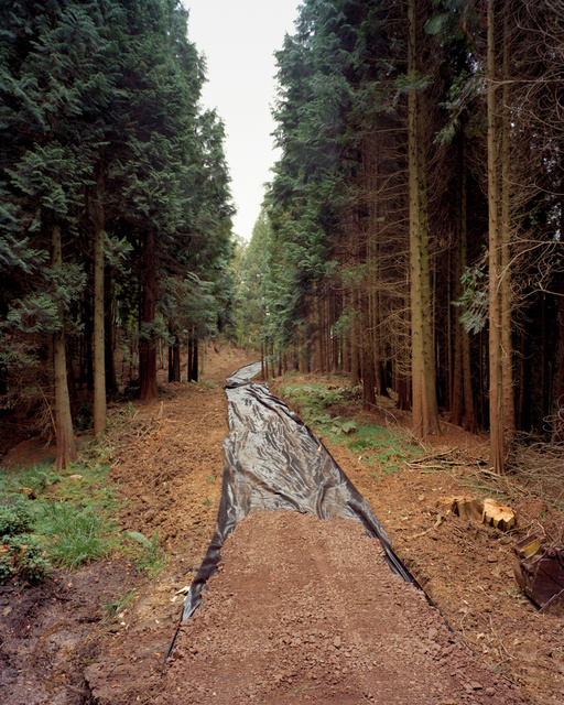 Hooke Park, 2011