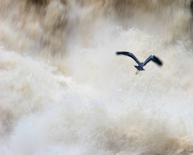 Grey heron