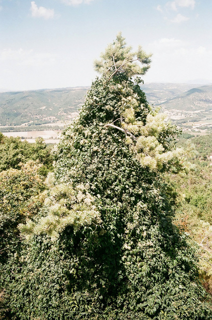 36_l'arbre-montagne.jpg
