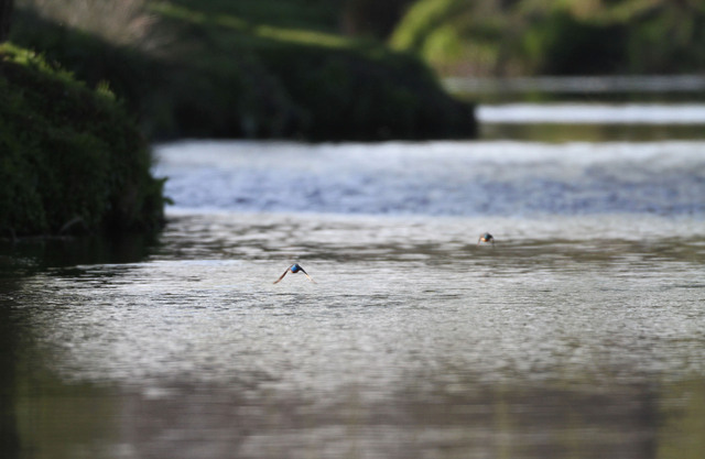 Pair of Kingfishers