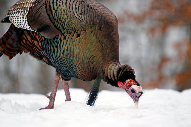 Wild Turkey, early spring, southern Ohio