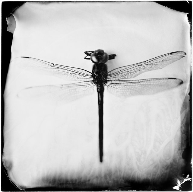 Odonata Epiprocta (dragonfly), 19th century