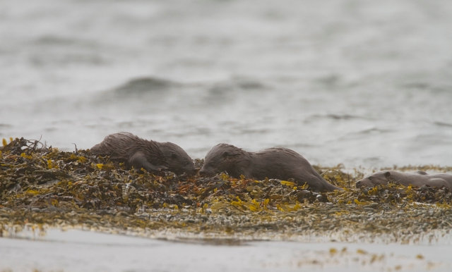 Otter cubs feeding