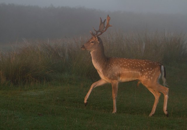 Fallow deer buck
