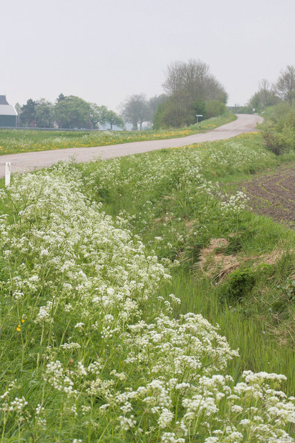 Cow Parsley (Anthriscus sylvestris)