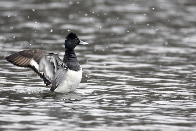 Lesser Scaup, late winter, Ohio