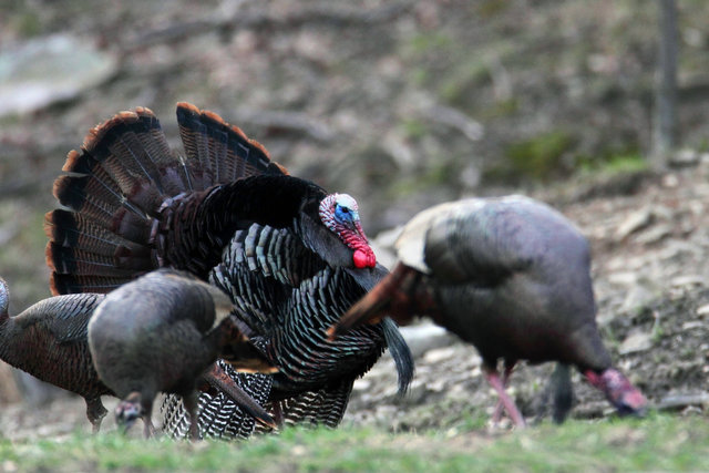 A male wild turkey strutting for a small group of hens, early April, southern Ohio.