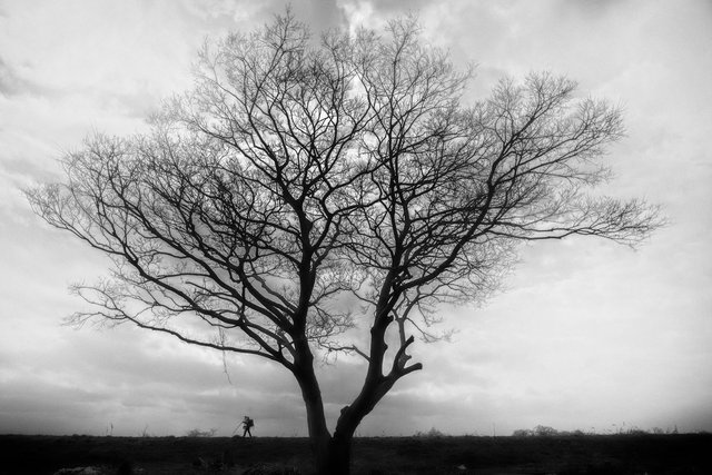 Tree01.jpg