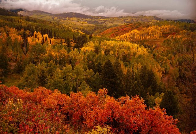 Oak and Aspen Colors