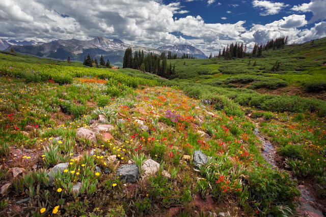 Wildflowers