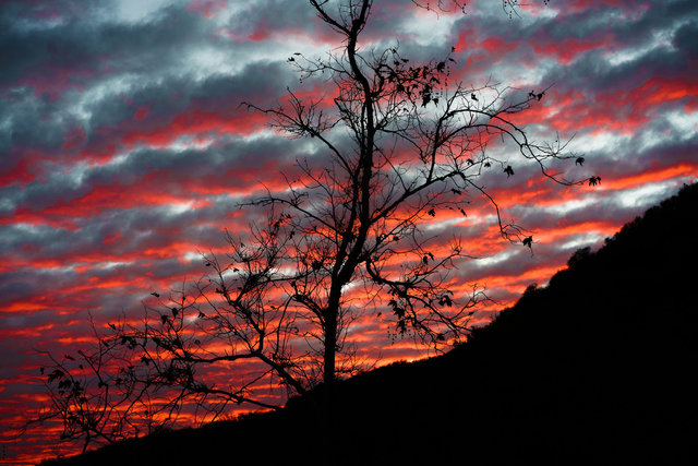 Sycamore Tree