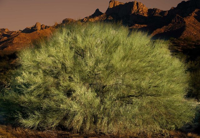 Palo Verde Tree