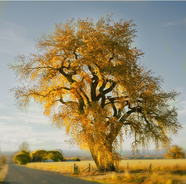 CottonwoodFalconRd_DSC1596-1.jpg