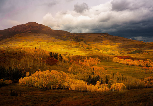 Little Cone Aspen Trees