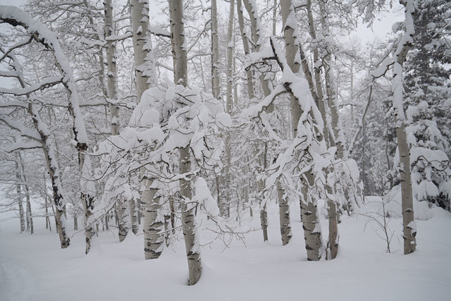 blizzardMarch2019Aspens2_DSC0752-1.jpg