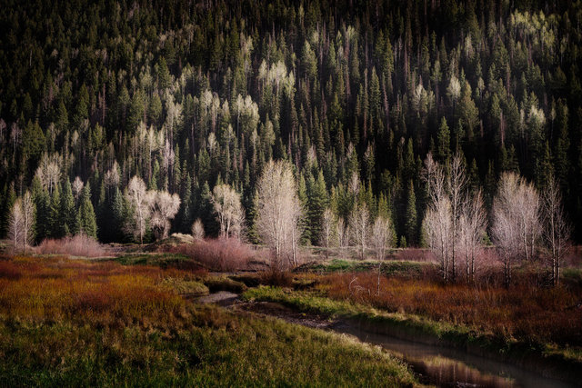 ValleyFloorSouthAspens2_DSC5265-1.jpg