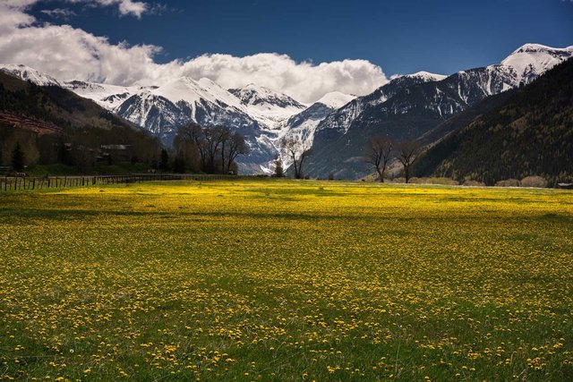 Dandelion Bloom