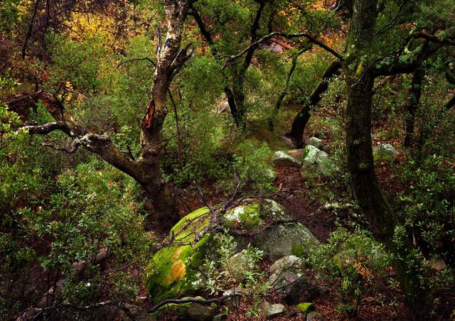 Oaks and Moss Rock