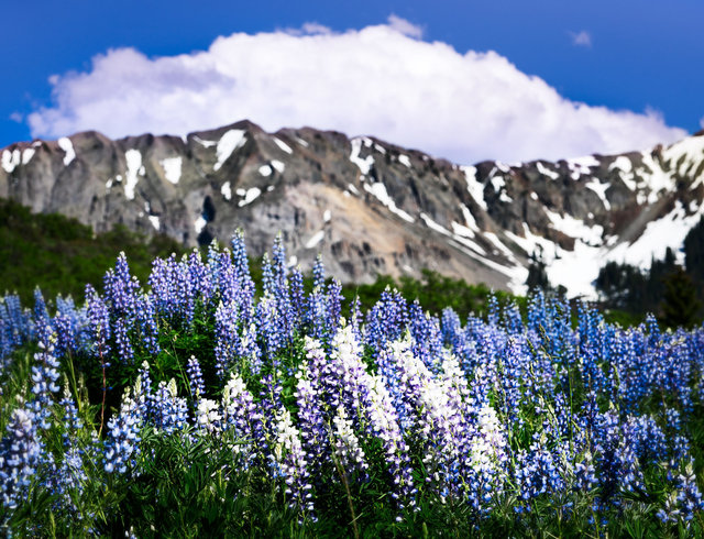 LupinesHastings_DSC3350-1.jpg
