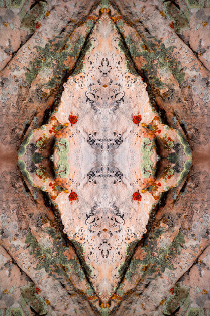 Lichen and Rock
