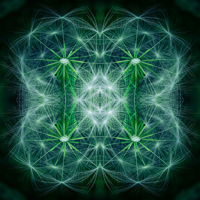 FlowerSeedHeadParachutes_DSC2052.jpg