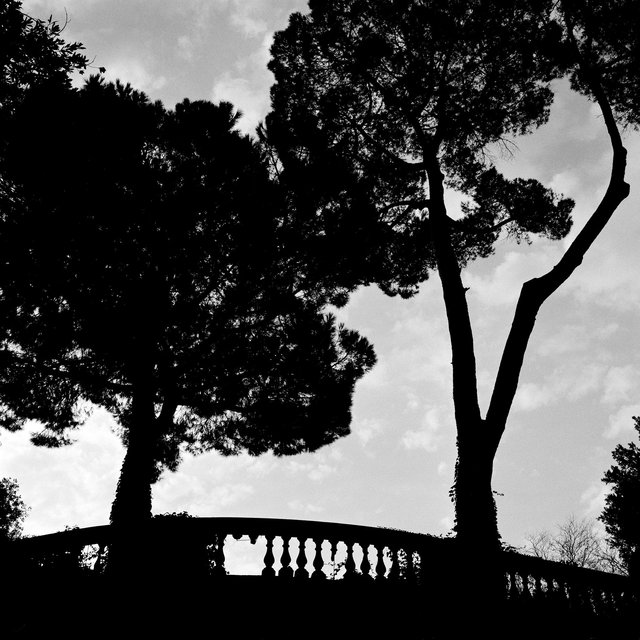 drevesa Roma 1.jpg