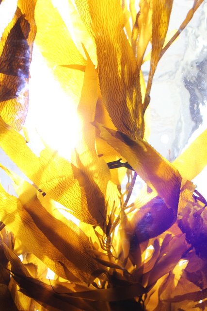 Kelp Light